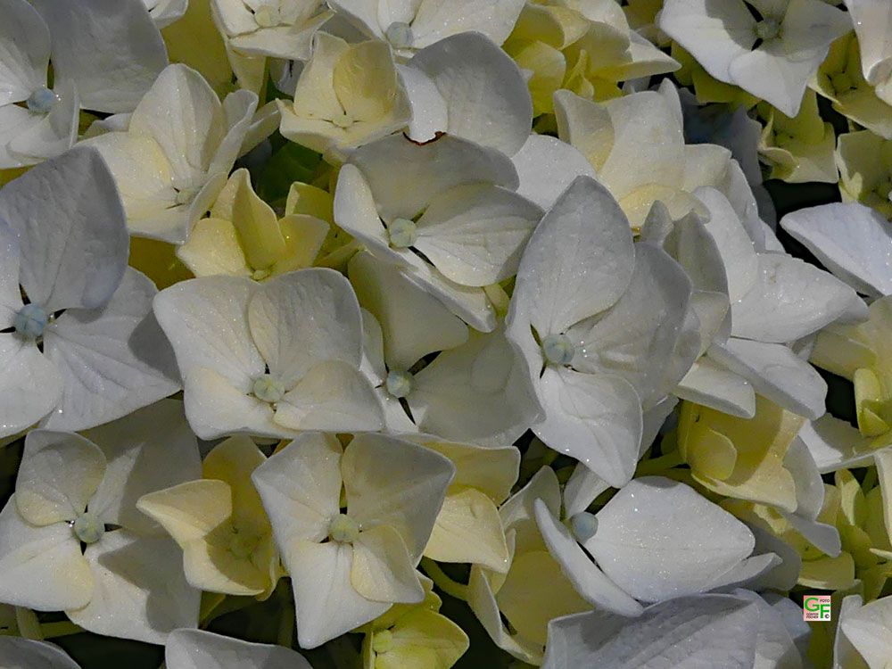 Weiße Hortensie