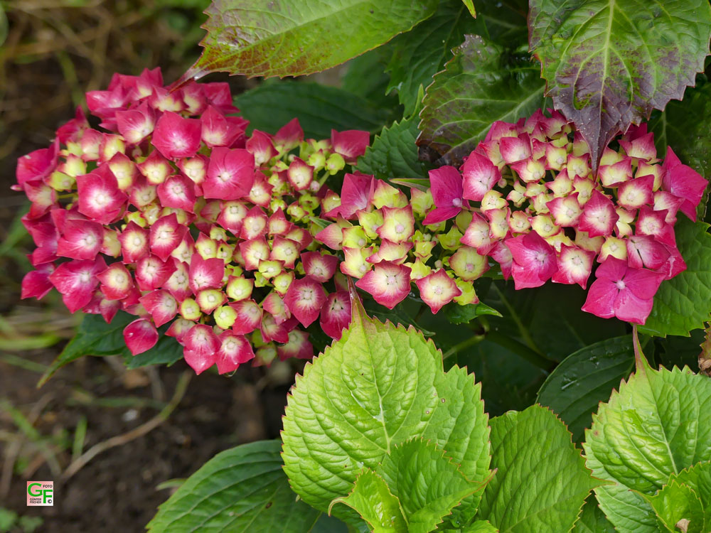 Rote Hortensie