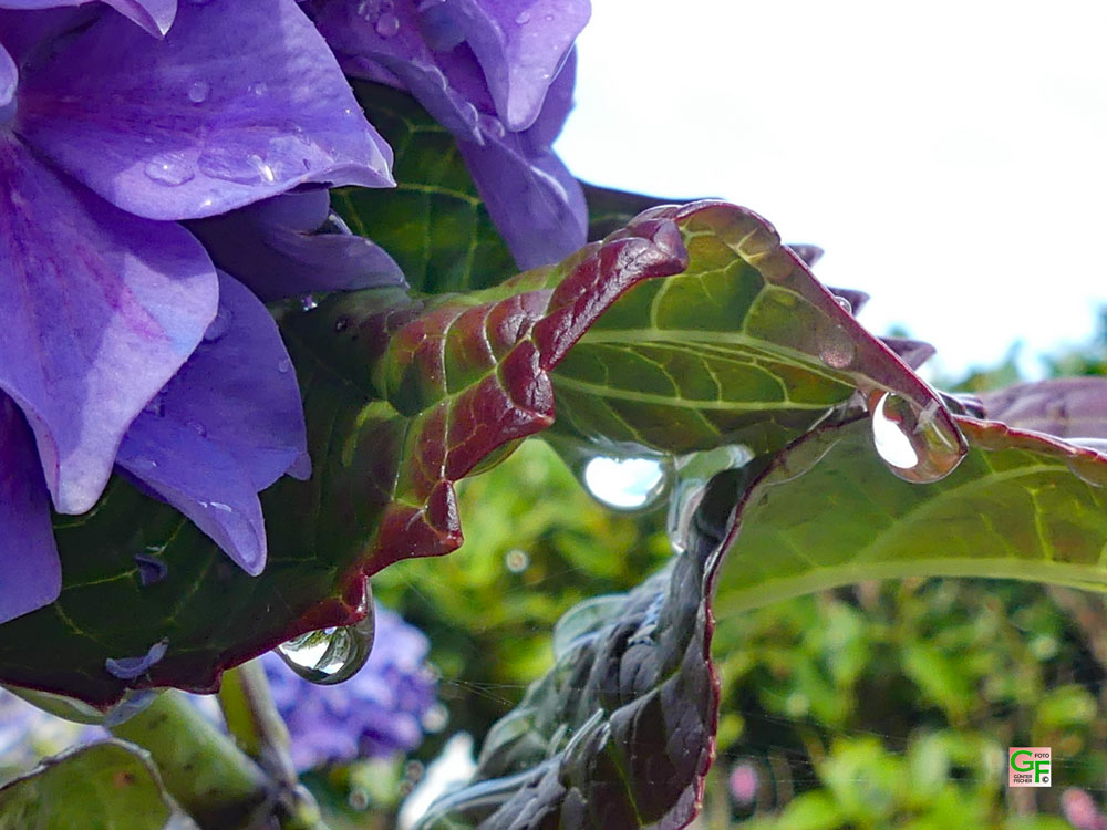 Hortensie im Regen