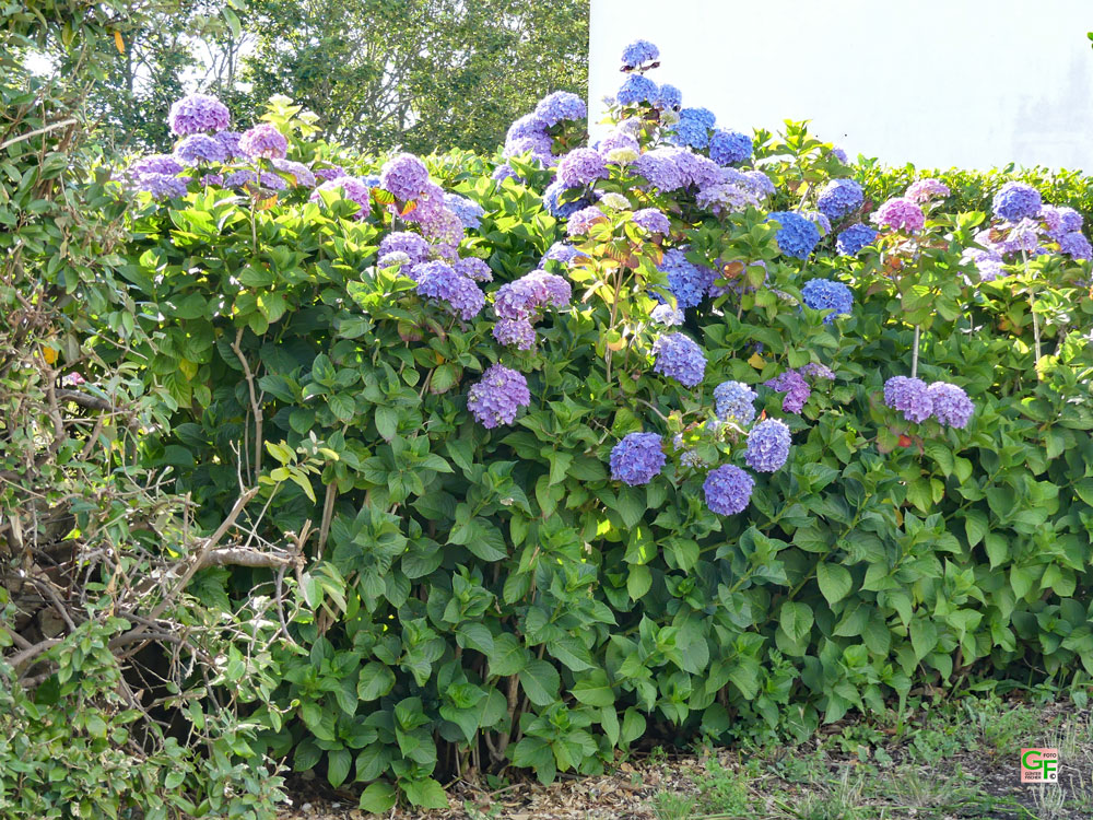 Hortensie