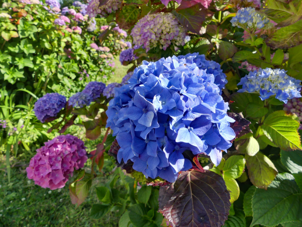 Blaue Hortensie