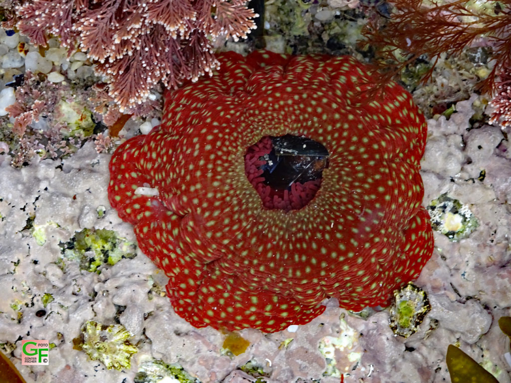 Seeanemone