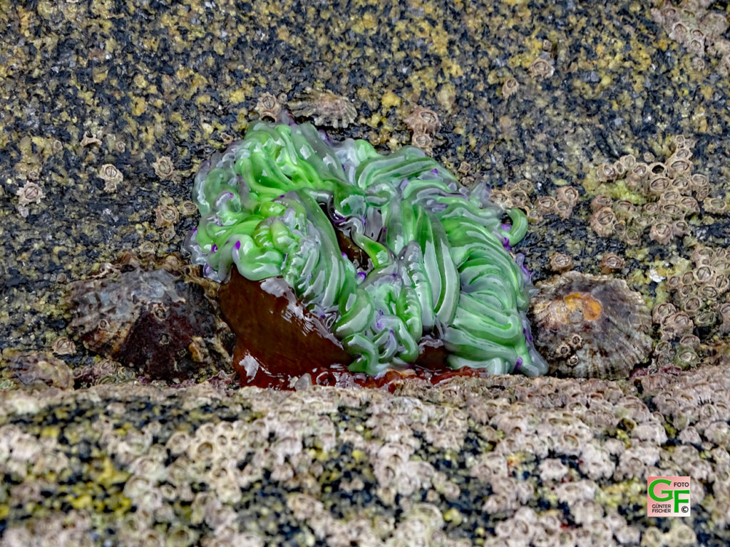 Seeanemone