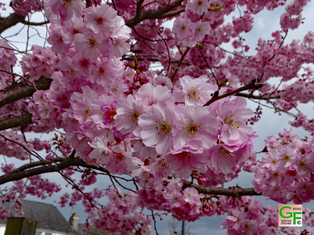 Blüte