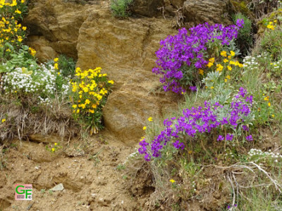 Blumen im Uferbereich