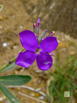 Une Fleur am Pouldu-Plage