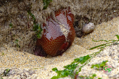 Anemone
