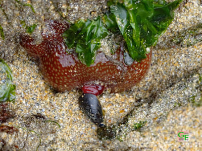 Anemone