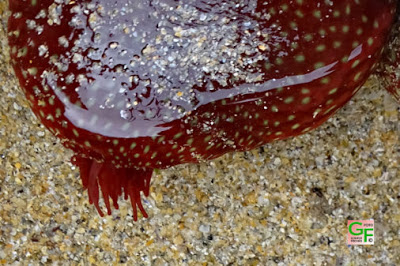 Anemone