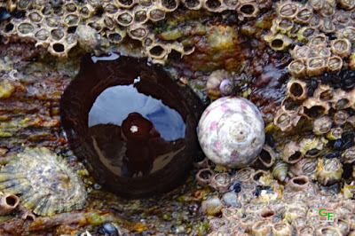 Anemone