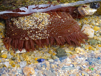Anemone