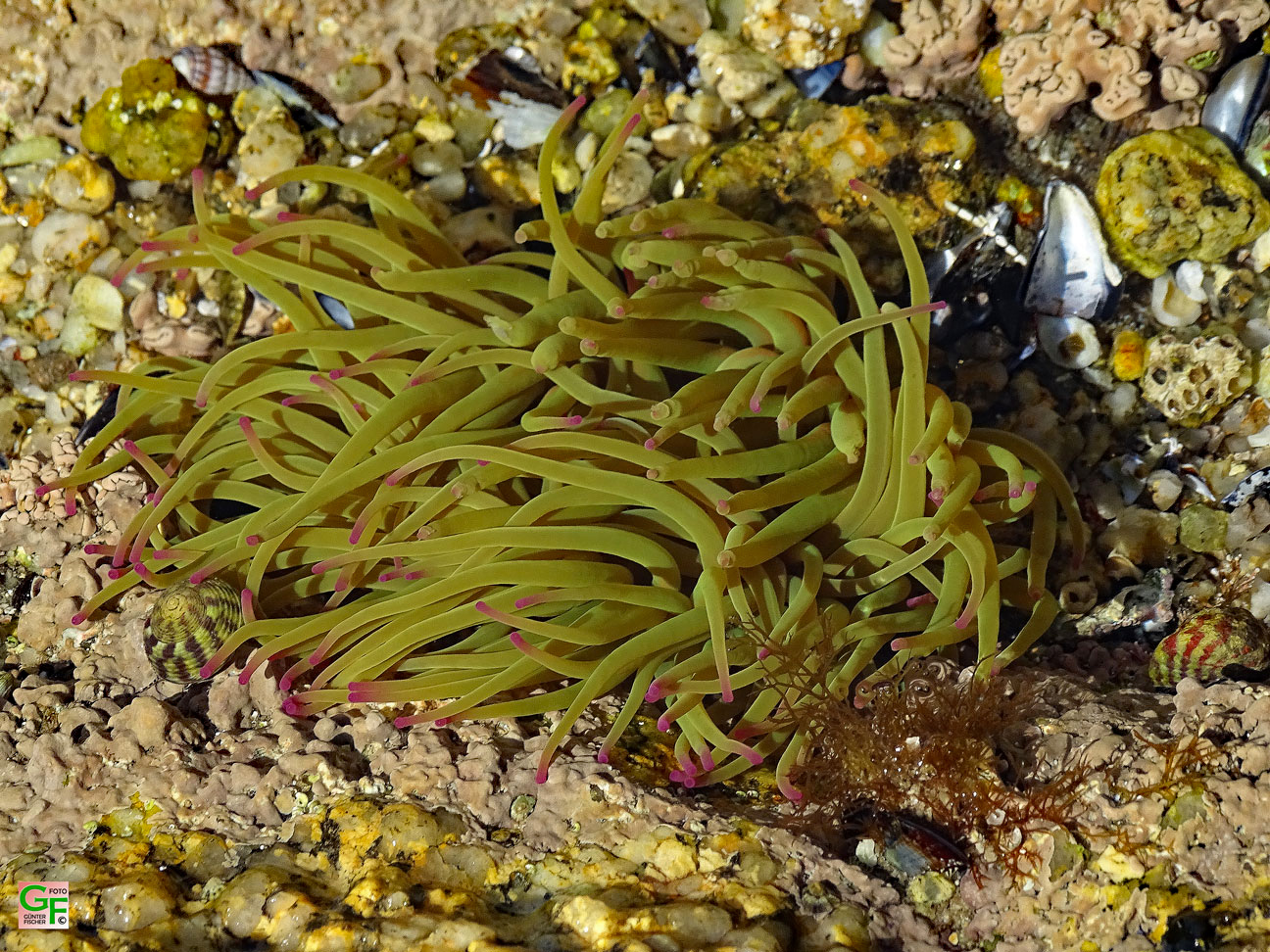 Seeanemonen