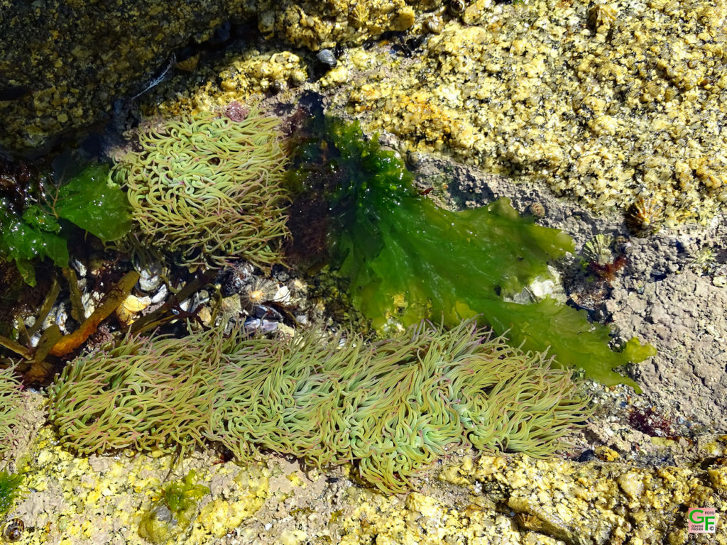 Seeanemonen
