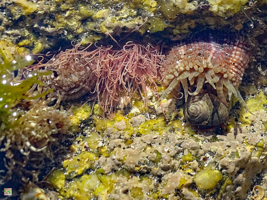 Seeanemonen