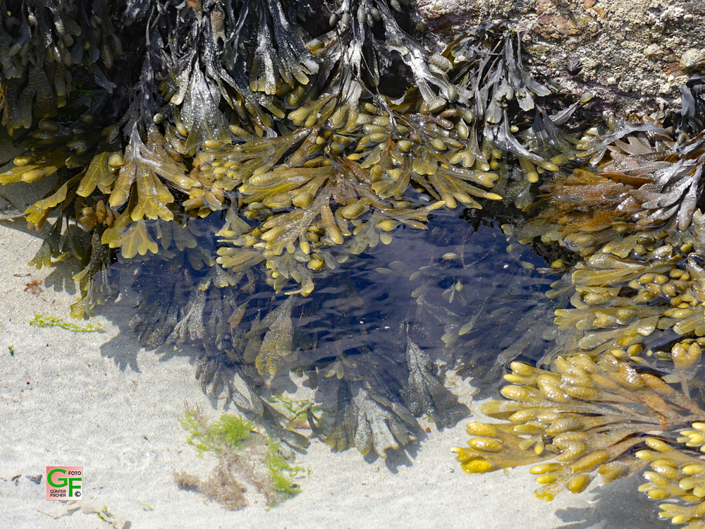 Algen am Strand von Penhors