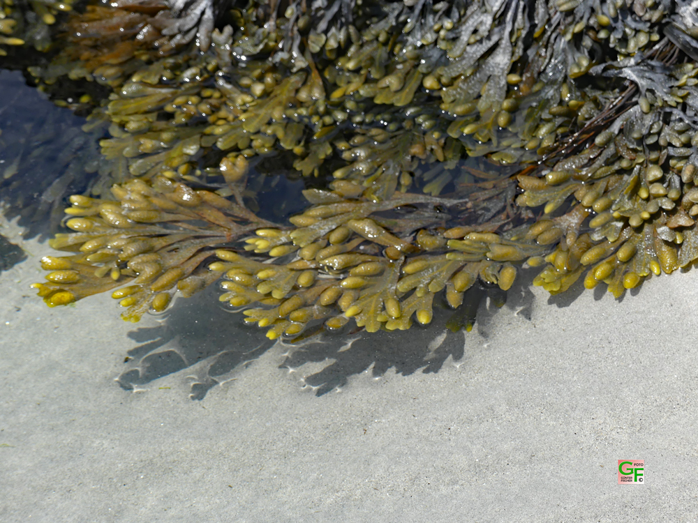 Algen am Strand von Penhors