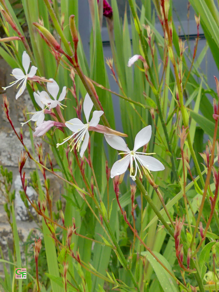Blumen in Poullan-sur-Mer