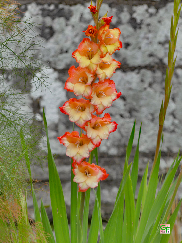 Blumen in Poullan-sur-Mer