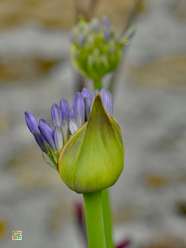 Blumen in Poullan-sur-Mer