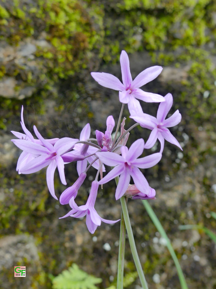 Blumen in Poullan-sur-Mer