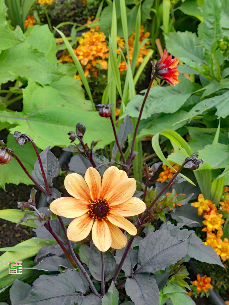 Blumen in Poullan-sur-Mer