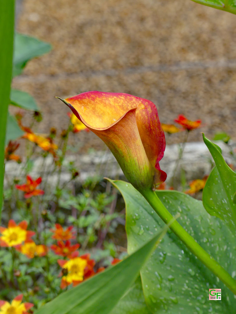 Blumen in Poullan-sur-Mer