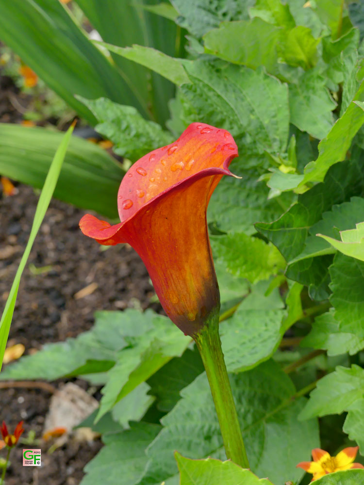 Blumen in Poullan-sur-Mer