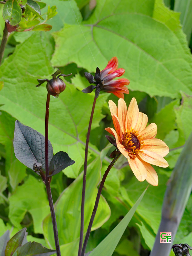 Blumen in Poullan-sur-Mer