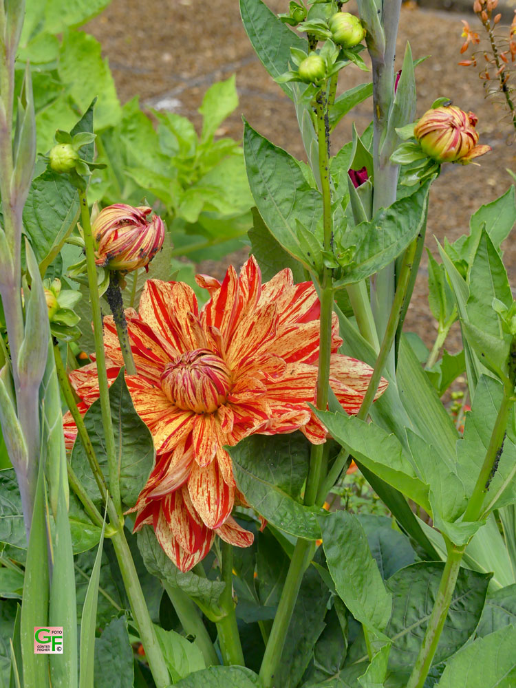 Blumen in Poullan-sur-Mer