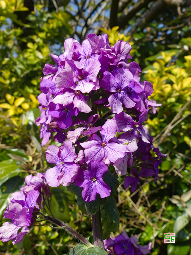 Blume