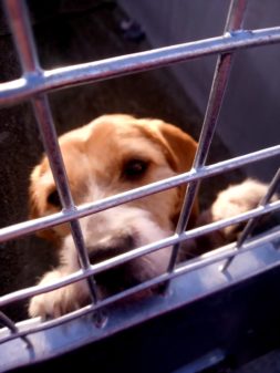 Ein Tierheim-Hund