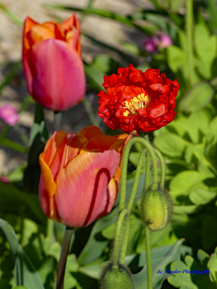 Mohn und Tulpen