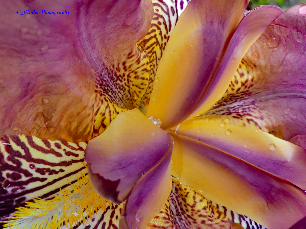 Lilien-Blüte