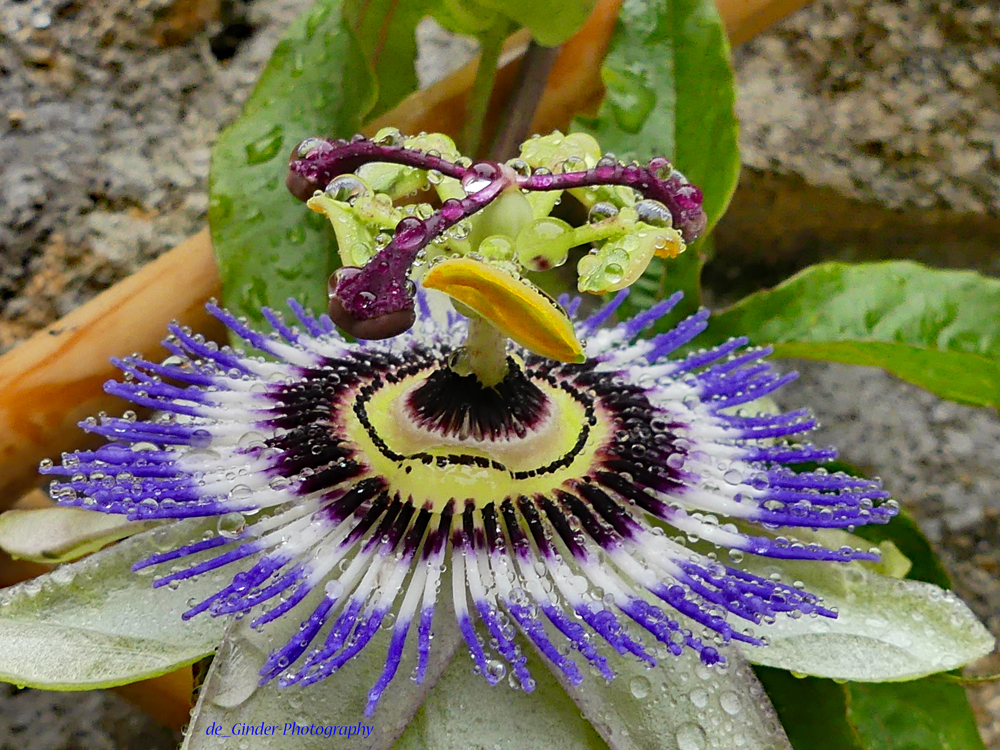 Passionsblüte bei Regen
