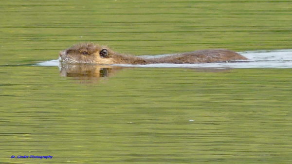 Nutria