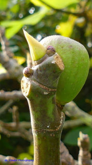Feigen