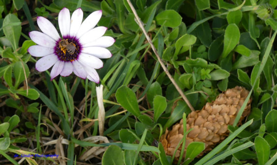 Blüte mit Biene