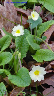 Schlüsselblumen