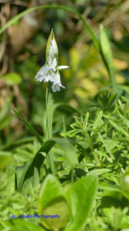 Wilder Knoblauch