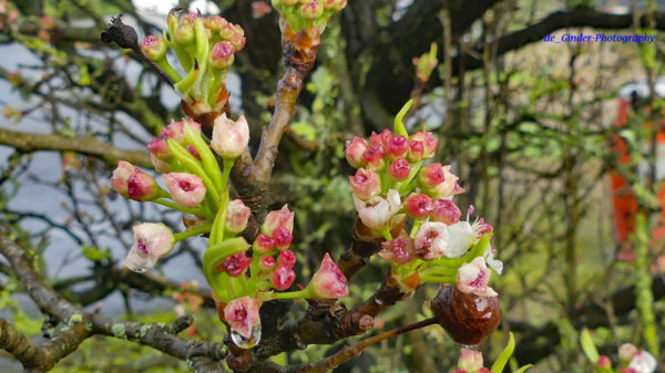 Blüten 