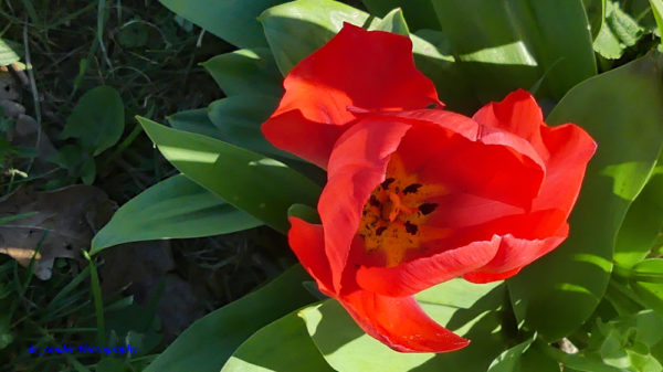 Tulpe