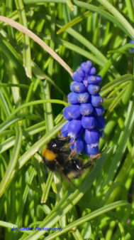 Eine Hummel bei der Arbeit