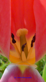 Tulpe