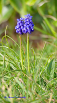 Traubenhyazinthen