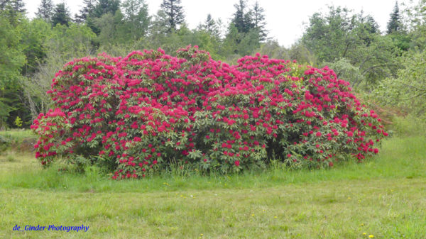 Rhododendron