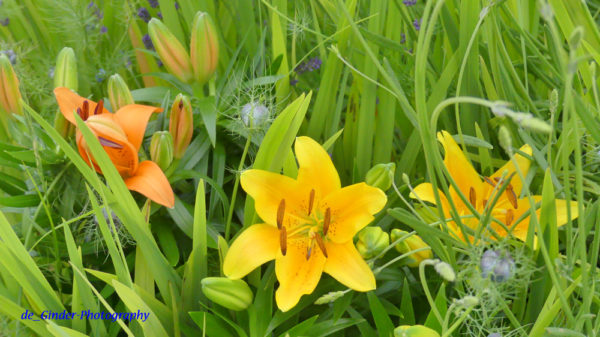 Blüte