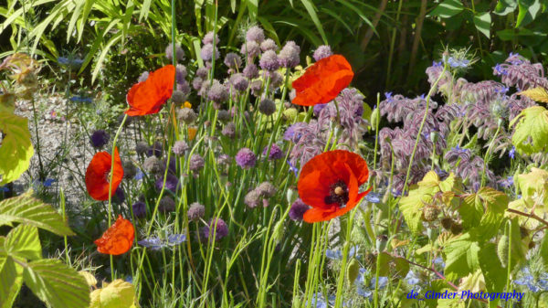 Mohn