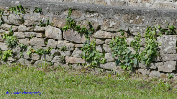 Efeu an einer bretonischen Mauer