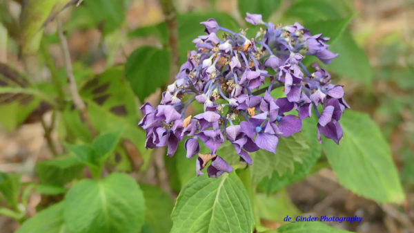 Hortensie