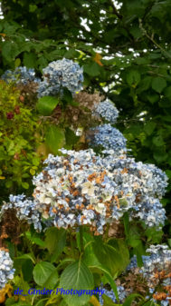 Eine Hortensie, die Wasser braucht